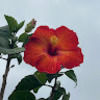 buttercup2230